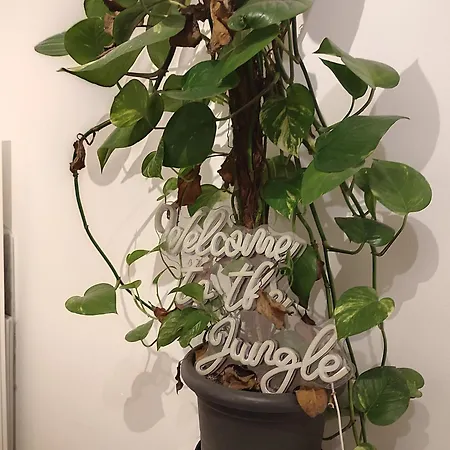 Jungle In For 4 Persons 24 H Check In Appartamento