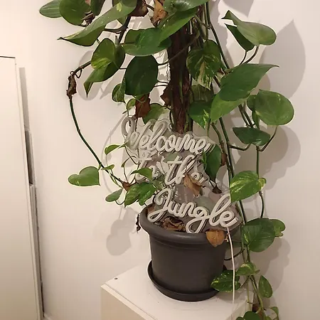 Jungle In For 4 Persons 24 H Check In * Kelkheim