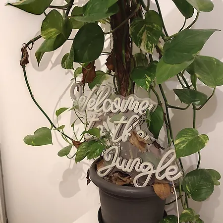 Apartment Jungle In For 4 Persons 24 H Check In